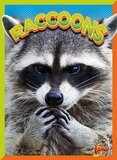 Raccoons ( Wild Animal Kingdom )