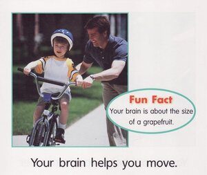 Your Brain (Scholastic Time to Discover Readers)
