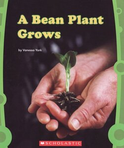 Bean Plant Grows