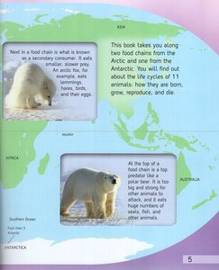 Polar Lands (Lifecycles) (Paperback)