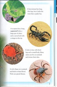 Spiders: Deadly Predators (Kingfisher Readers Level 4) (Hardcover)