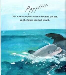 Dolphin Baby (Read and Wonder)