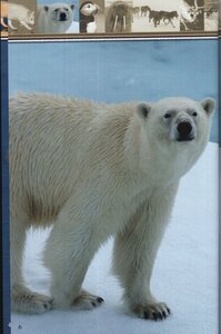 Brr Arctic Animals (Spectrum Readers Level 1)