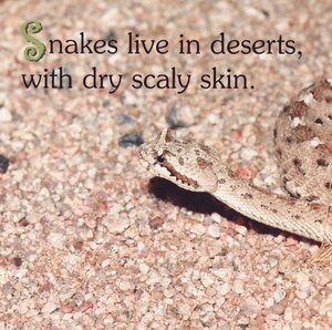 Desert Dwellers / Who Lives in the Desert (Rourke Board Book)