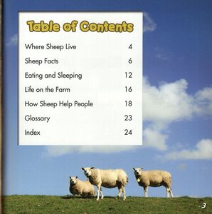 Sheep on the Farm (Farm Animals)