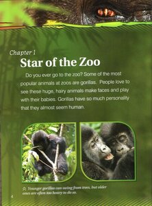 Gorillas (Eye to Eye With Endangered Species)