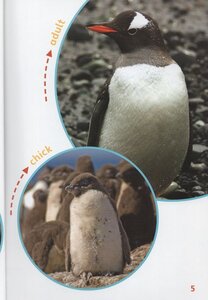 Penguin (RiverStream Readers Level 2)