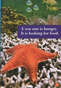 Sea Stars (Riverstream Readers Level Pre-1)