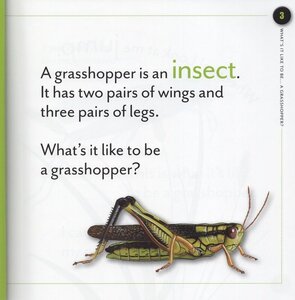 What's It Like to Be A Grasshopper (What's It Like to Be A...)