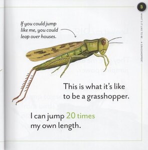What's It Like to Be A Grasshopper (What's It Like to Be A...)