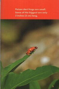 Poison Dart Frogs (Poisonous Animals)