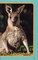 Kangaroo to the Rescue!: And More True Stories of Amazing Animal Heroes (National Geographic Kids Chapters)