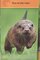 Peek Otter (National Geographic Kids Readers Level Pre-Reader)