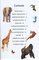 Animales: 101 Cosas que Deberias Saber Sobre los (Animals: 101 Facts) (101 Facts Spanish Ed)