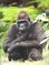 Gorillas (Eye to Eye With Endangered Species)