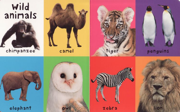 First 100 Animals ( First 100... ) (Padded Board Book)