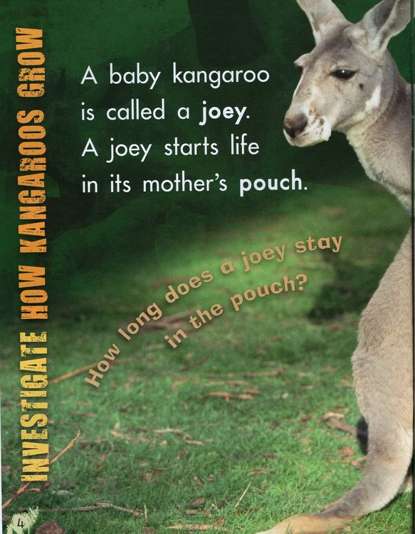 Hop and Bounce: Kangaroos ( Investigate: Life Cycles )