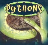 Pythons ( Amazing Snakes Discovery Library )