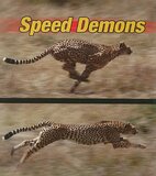 Speed Demons ( Weird and Wonderful Animals ) (B)
