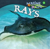 Rays ( Marine Life )