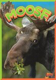 Moose ( Wild Animal Kingdom )