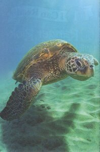 I Wish I Was a Sea Turtle (Ranger Rick) (I Can Read Level 1)