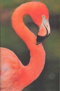 I Wish I Was a Flamingo (Ranger Rick) (I Can Read Level 1)