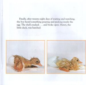 Little Duck (Phoebe Dunn Collection) (Paperback)