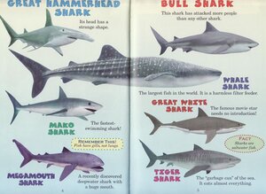 Hammerhead vs Bull Shark (Who Would Win?)