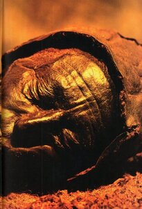 It Came From the Swamp!: Was This Mummy Murdered? (Xbooks)