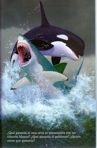 Orca vs Tiburón Blanco (Killer Whale vs Great White Shark) (Who Would Win? Spanish)