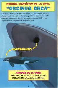 Orca vs Tiburón Blanco (Killer Whale vs Great White Shark) (Who Would Win? Spanish)