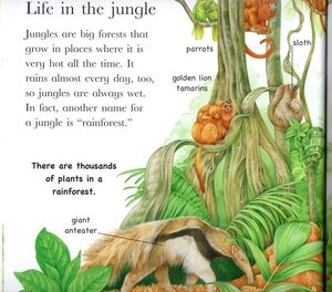 Jungle Animals (Flip the Flaps) (Paperback)