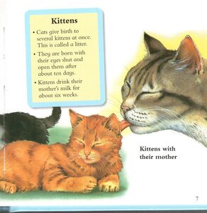 I Wonder Why Kittens Purr (I Wonder Why Question Express)