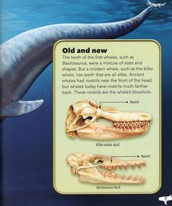 My Best Book of Whales and Dolphins (My Best Book of)