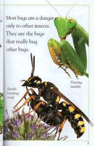 Bugs Bugs Bugs (DK Readers Level 2)