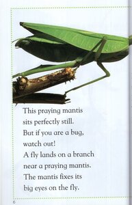 Bugs Bugs Bugs (DK Readers Level 2)