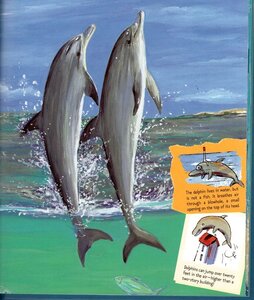 Dolphin ( Abbeville Animals )