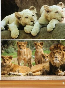 Lions (Zoo Animal Friends Bilingual) (Spanish/Eng Bilingual)
