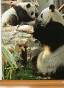 Pandas (Zoo Animal Friends Bilingual) (Spanish/Eng Bilingual)