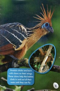 Bizarre Birds (Scholastic Reader Level 2)