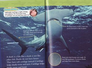Sharks (National Geographic Kids Readers Level 2)
