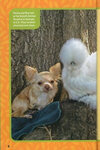 Together Forever: True Stories of Amazing Animal Friendships! ( National Geographic Kids Chapters )