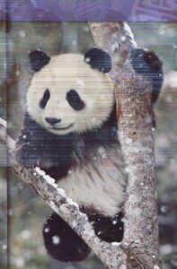 Los Pandas (Pandas) (National Geographic Kids Readers Level 1 Spanish)