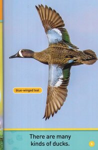 Ducks (National Geographic Kids Readers Level Pre-Reader)