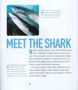 Face to Face with Sharks (National Geographic Kids Face to Face)