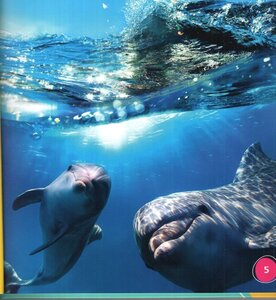 Mira Un Delfín! (Look a Dolphin!) (Bumba Books en Español: Veo Animales Marinos (I See Ocean Animals))