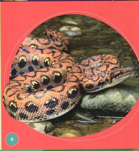Una Boa Constrictora! (It's a Boa Constrictor!) (Bumba Books en Español: Animales de la Selva Tropical (Rain Forest Animals))