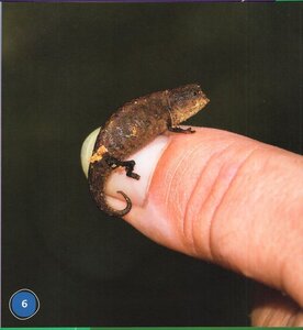 Es Un Camaleón! (It's a Chameleon!) (Bumba Books en Español: Animales de la Selva Tropical (Rain Forest Animals))