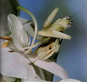 Mantis Religiosas (Praying Mantis) (Insectos Biblioteca del descubrimiento [Insects Discovery Library])